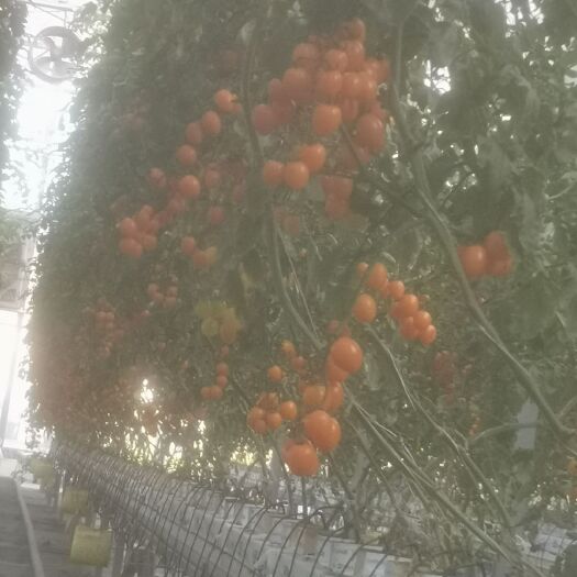 中山市樱桃小番茄 全大棚内产品，有机，生态，脆口
