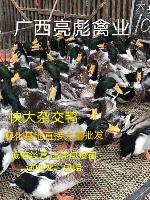 南宁大种杂交鸭苗 大种杂交鸭.包打疫苗.成活率高.出栏快