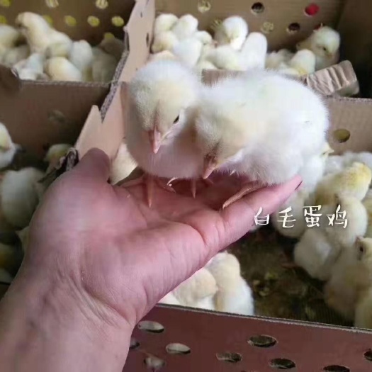 昆明蛋鸡苗 广西参皇高产白毛蛋鸡，高峰产蛋率可达到98百分之以上
