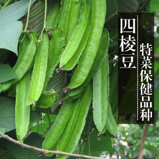 沭阳县四棱豆种子  绿色健康蔬菜种子 菜豆角 浑身是宝 四季种包邮