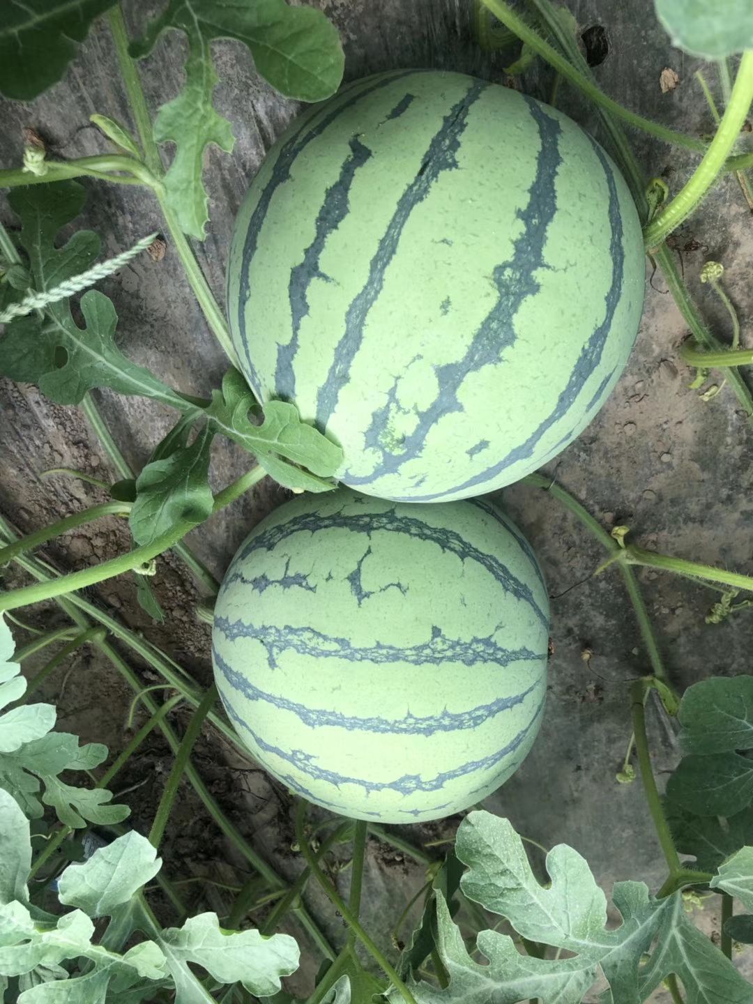 早佳8424西瓜种子 抗裂早佳8424~早熟皮薄较耐裂瓤红抗