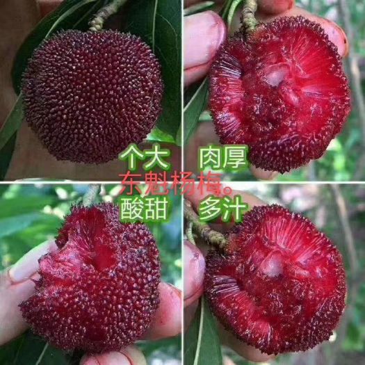 灵山县东魁杨梅树苗  黑炭杨梅。营养杯苗，耐寒品种南北方可以种植