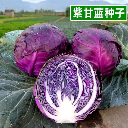 邵阳紫甘蓝种子 包菜种子 紫洋白菜种子 紫色蔬菜种子