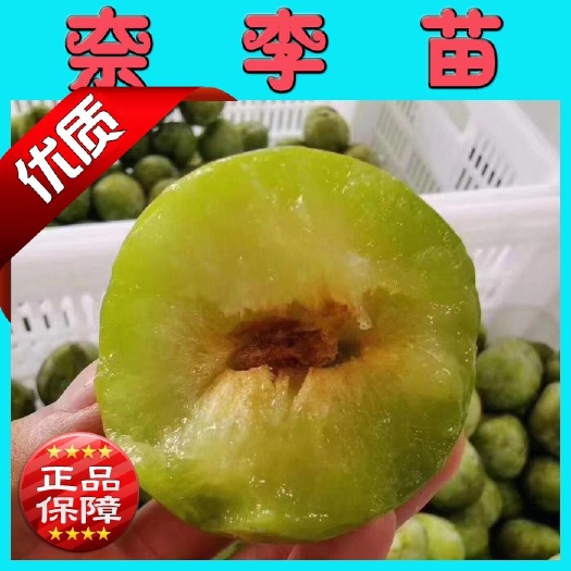 阳朔县奈李苗 黄金奈李苗 品种保证 根系发达 免费提供种植技术