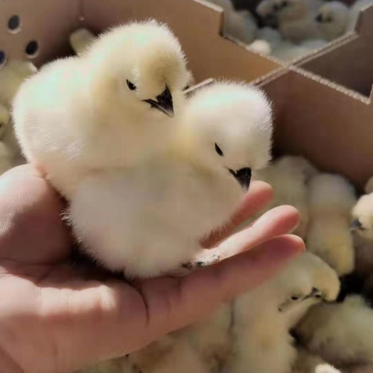 昆明白凤乌鸡苗 广西玉林农科院快大白凤乌鸡，大种