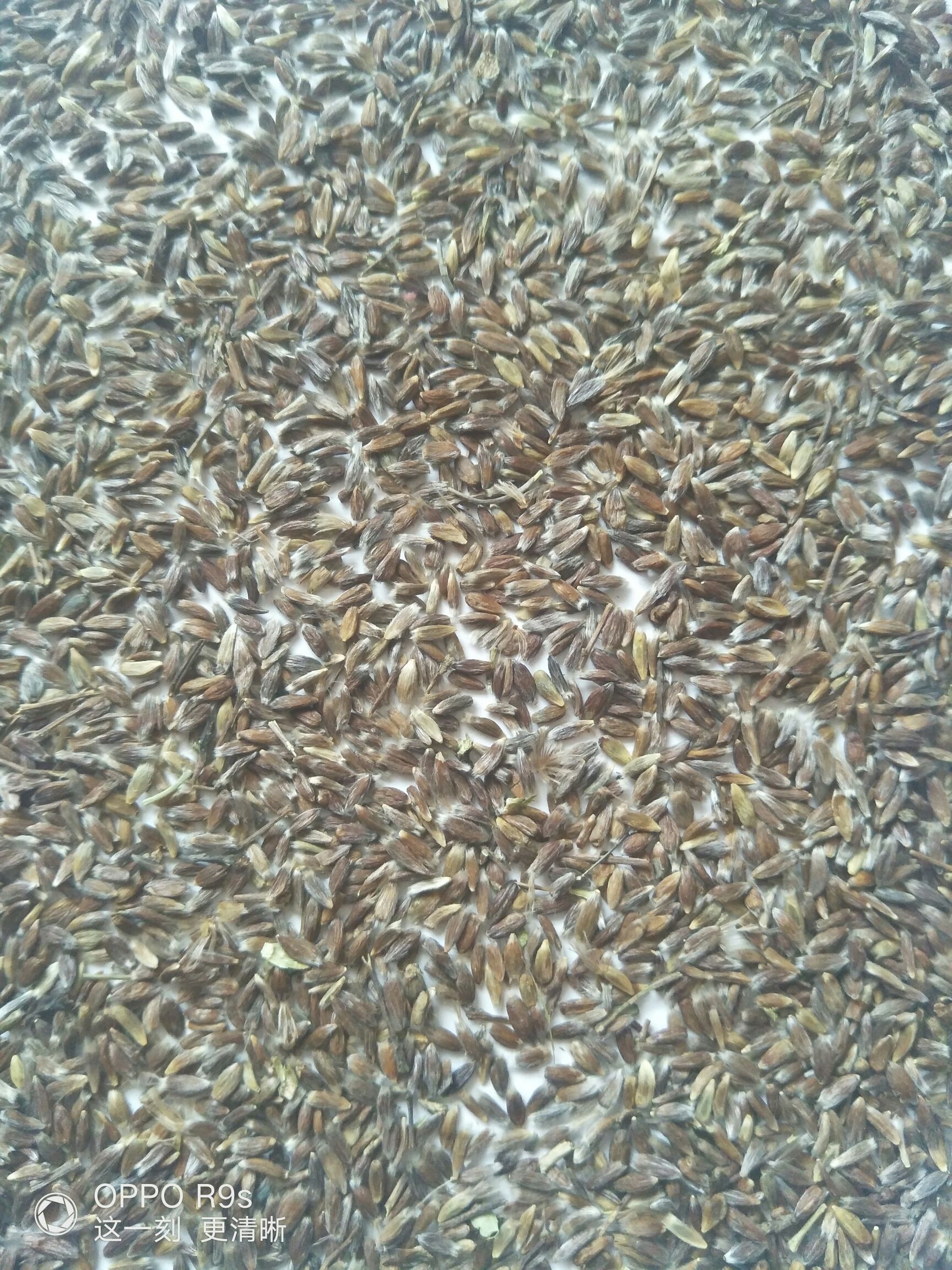 苍术种子 朱砂点苍术
