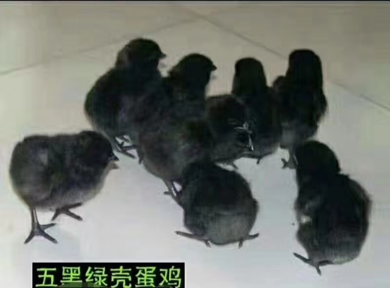 绿壳鸡苗 广西高产绿壳蛋鸡，产蛋高峰期绿壳蛋率可达到85以上