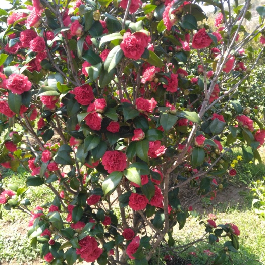 桂林山茶花 100~140cm