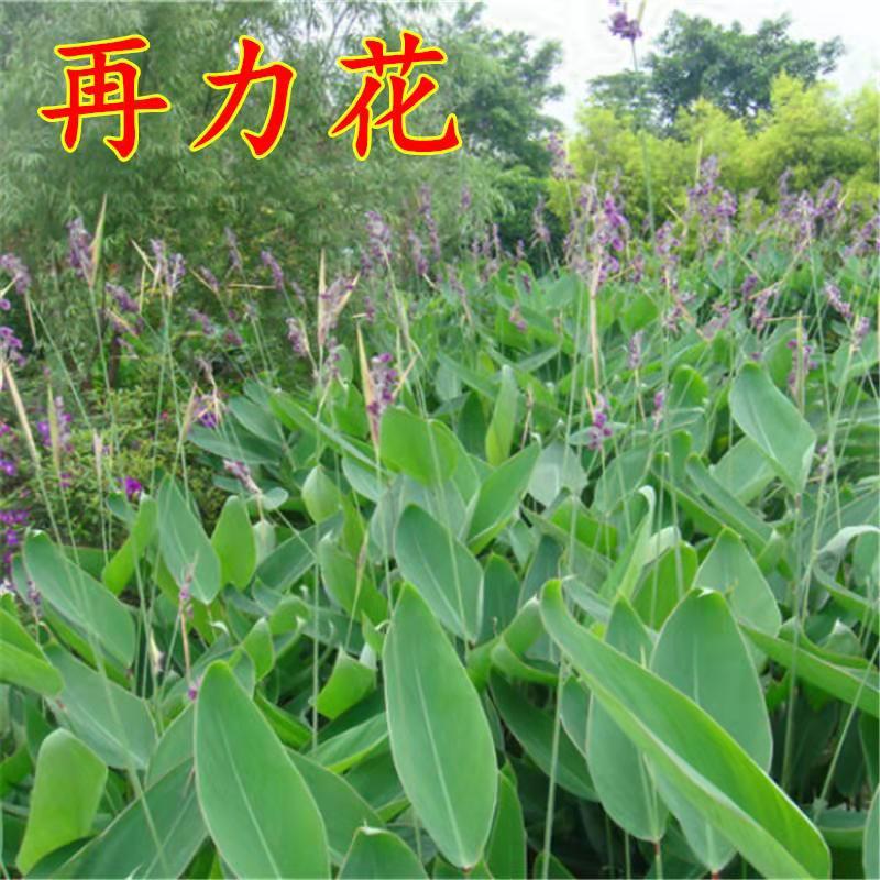 沭阳县 水生植物 再力花种子 花叶芦竹黄蒲芦苇水葱水葫芦鸢尾种子