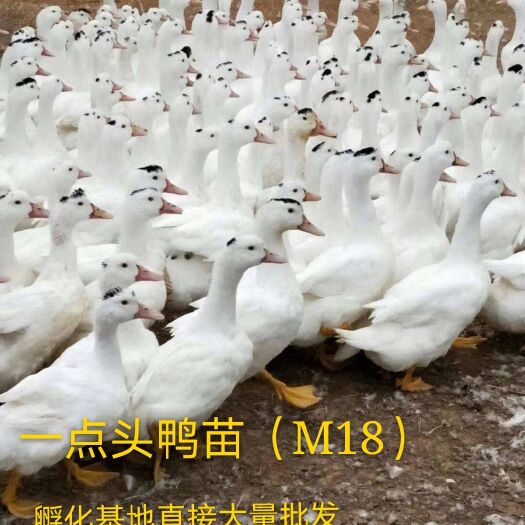 南宁 一点头鸭苗（M18）包打疫苗.孵化基地直接批发