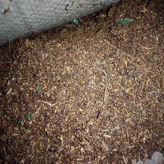 岳阳县中药材青蒿 供应青蒿