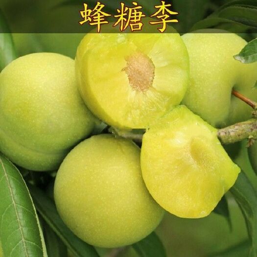 平邑县蜂糖李树苗 蜜糖黄金李自家育苗品质有保证包成活南北方均可种植