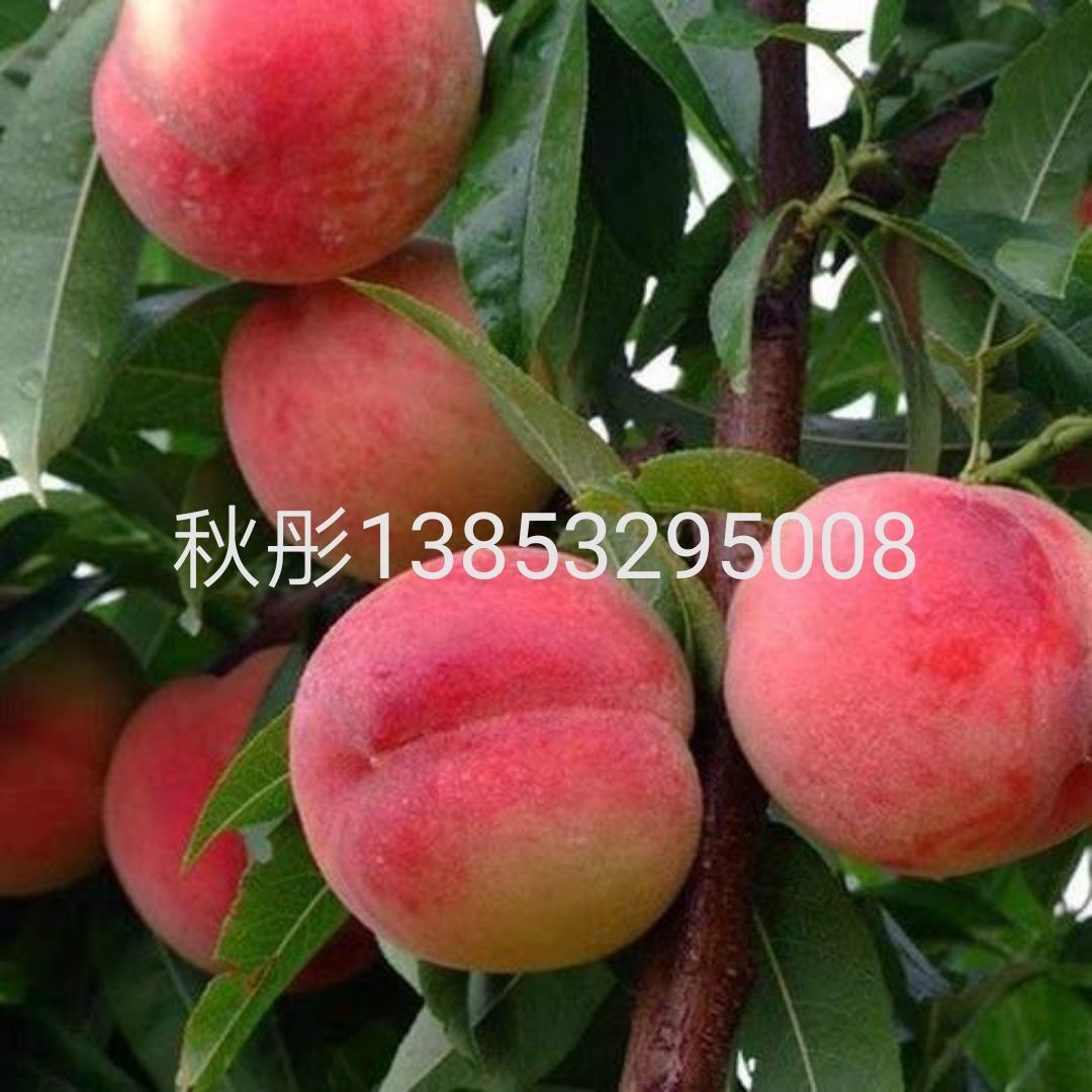 藤稔葡萄苗 藤稔别名乒乓球葡萄，果粒巨大，是葡萄中单粒最大的