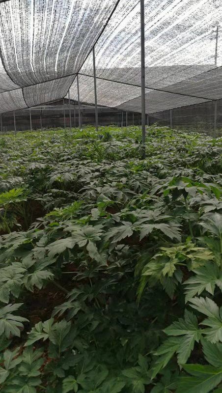 大新县明日叶种苗 广西大新明日叶种子，种苗，新鲜明日叶和烘干明日叶大量供应