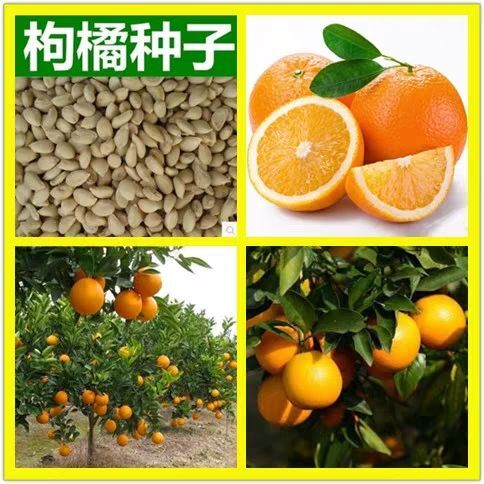 宿迁红橘种子 新采枸橘种子枳壳种子枸桔红橘橘子柑橘香橙脐橙籽嫁接
