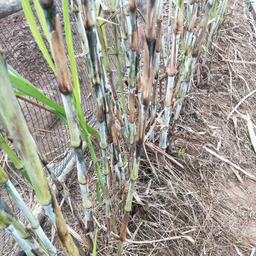 富顺县青绿饲料  皇竹草