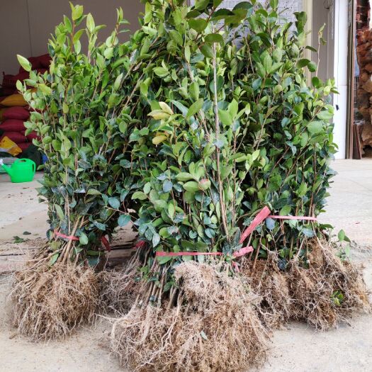 宁远县 高产油茶苗 两年生嫁接苗