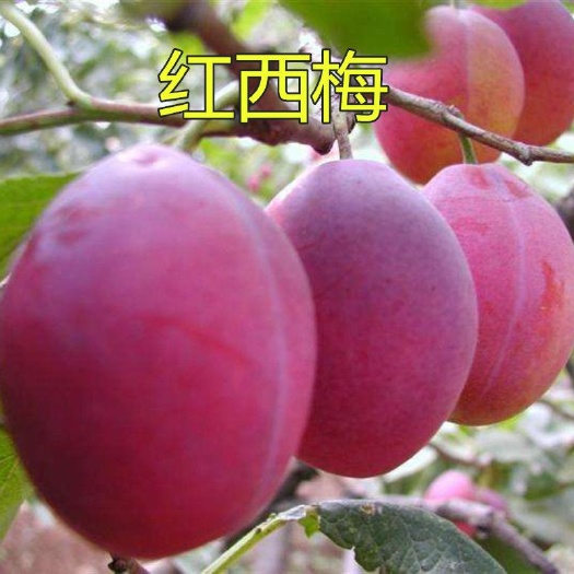 沭阳县黑布林苗 李子苗黑布林西梅皇后嫁接果树苗当年结果空心李子苗包邮