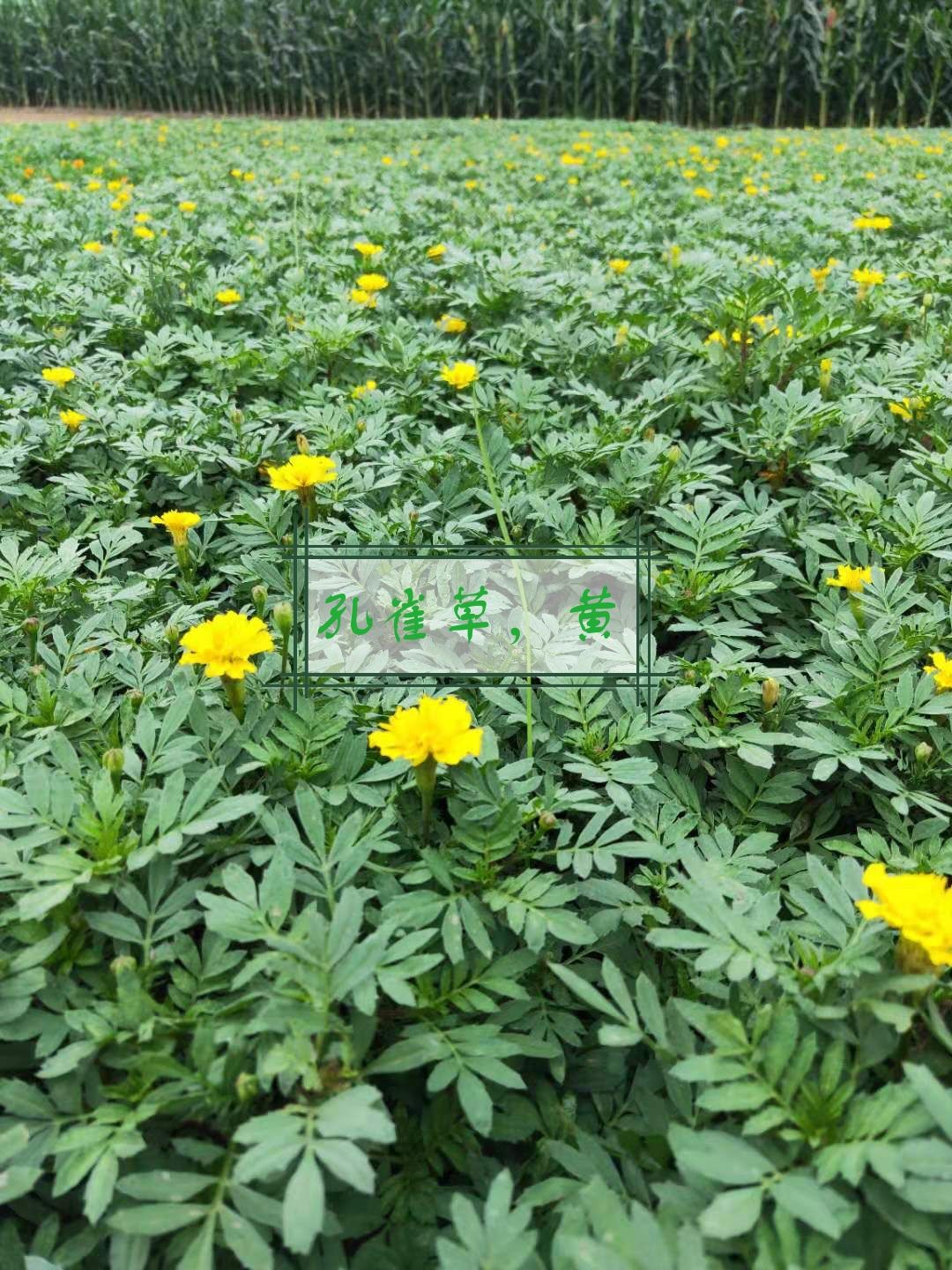  沐晨花卉种植基地，大量孔雀草上市