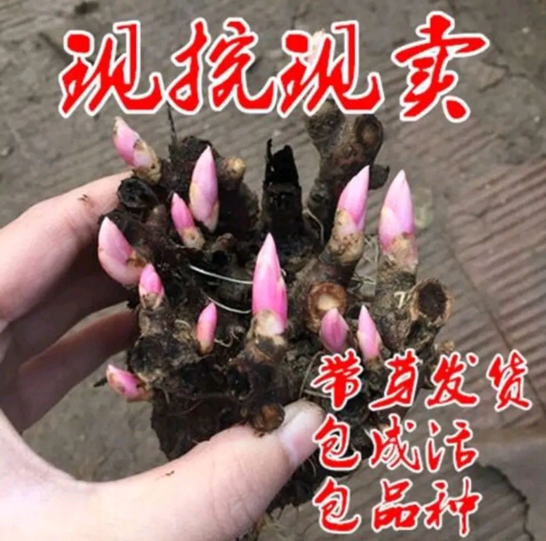 芍药根块 带芽芍药花苗根块多年生花卉庭院盆栽