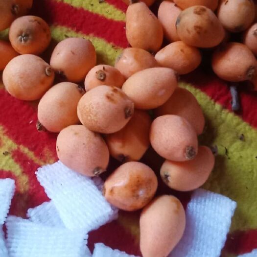 德昌县 大五星枇杷，品质优良，皮薄肉厚，味道好