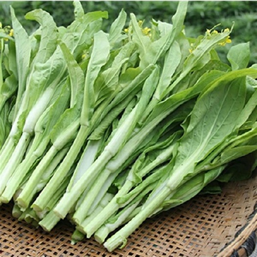 江陵县 白菜苔