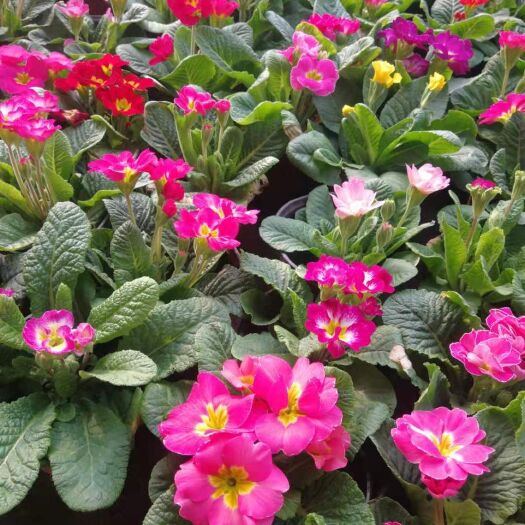 莒南县报春花种子  沐晨花卉种植基地，大量【报春花】上市