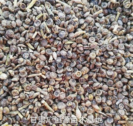 梭梭种子 供应梭梭籽，当年新加工梭梭子，成熟饱满发芽率高