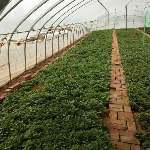 黑山县早丰红薯苗 出售优质地瓜苗