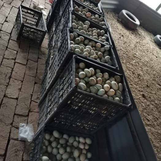 商水县白羽青壳鸭蛋 食用 散装