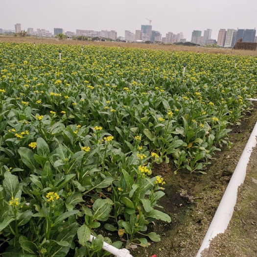普宁市尖叶菜心 专业菜心，油菜，常年有货。（普市市）