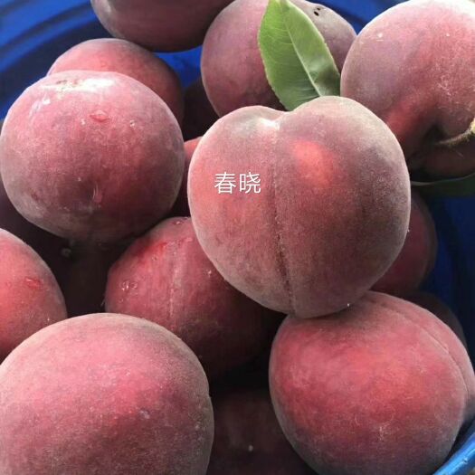 泰安 春晓桃树苗 春蜜桃苗 早熟桃苗