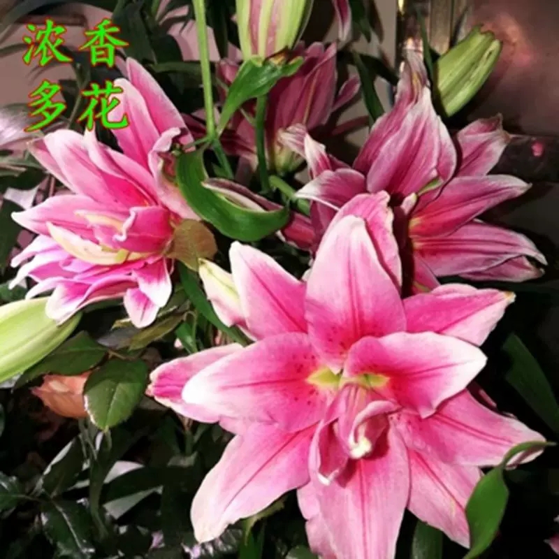 香水百合种球重瓣带芽大球花卉种子四季易活室内绿植阳台盆