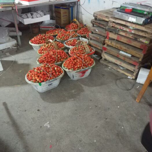 长丰县 红颜草莓批发