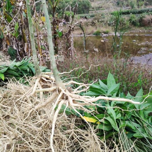 昭平县黄花倒水莲种苗 黄花倒水莲 观音串 倒水莲苗