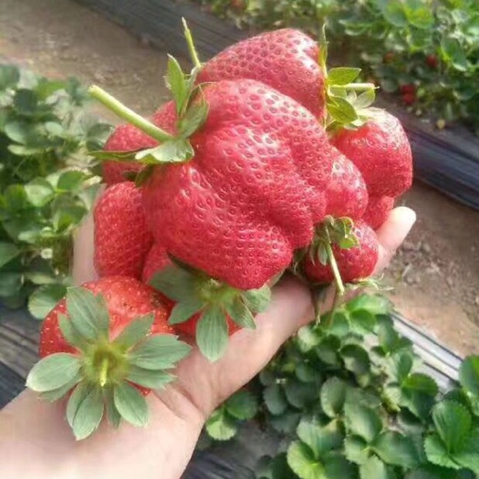 平邑县牛奶草莓苗 五月中下旬成熟，单果重30克，甜度高。奶香味十足