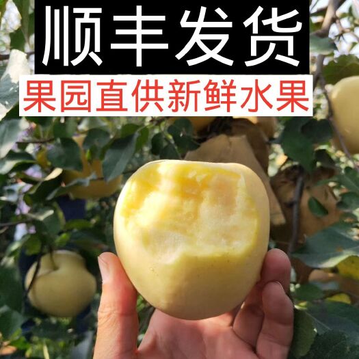 栖霞市奶油富士 大果80以上4.5－5斤超薄的果皮内裹着白里带点嫩黄的果肉