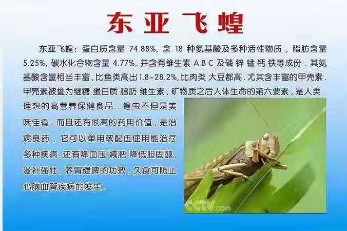 利辛县东亚飞蝗 投喂无公害天然饵料，致力于打造放心安全的农产品！
