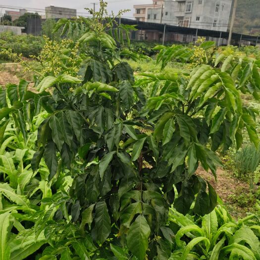 高州市甜黄皮苗  鸡心黄皮苗
