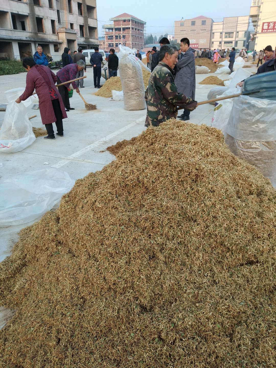 平邑金银花  优质金银花，包质量，保证干货，保证一级货，