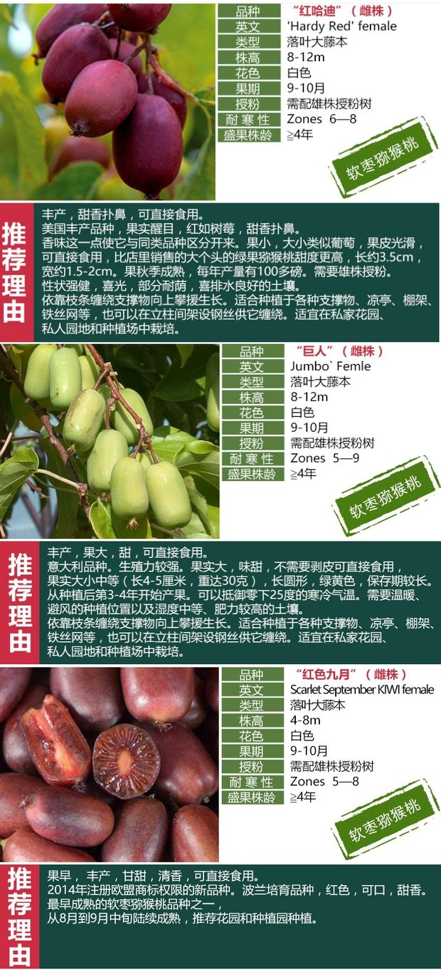 优质猕猴桃苗桃 软枣猕猴桃苗等品种嫁接包邮基地直销 提供技术