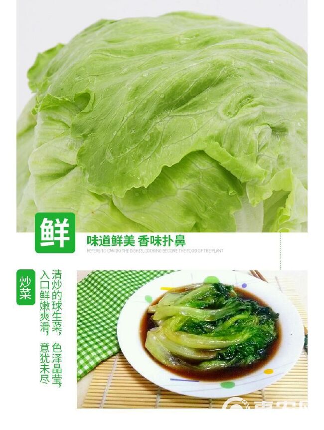 新鲜球生菜 新鲜蔬菜汉堡生菜西生菜球形圆生菜包邮