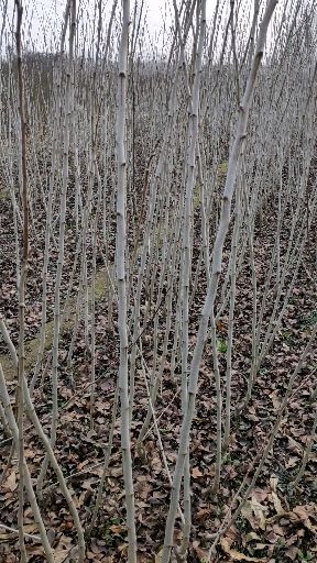 泰安 甜红子山楂树苗 品种纯正