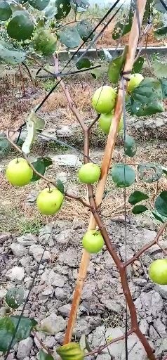 灵山县青枣苗，大青枣，蜜丝枣，苹果枣，种植当年结果。一手货源