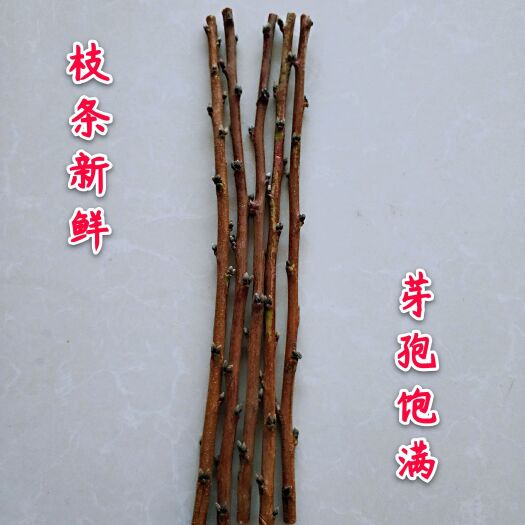 平邑县各种桃树嫁接枝条接穗砧木新鲜芽孢饱满现剪现发