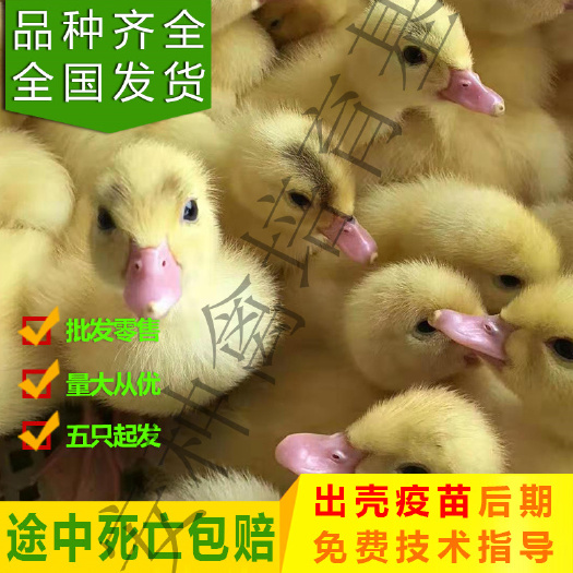  活体包邮狮头鹅大白鹅三花鹅杂交鹅皖西鹅扬州鹅雏鹅青年鹅蛋鹅