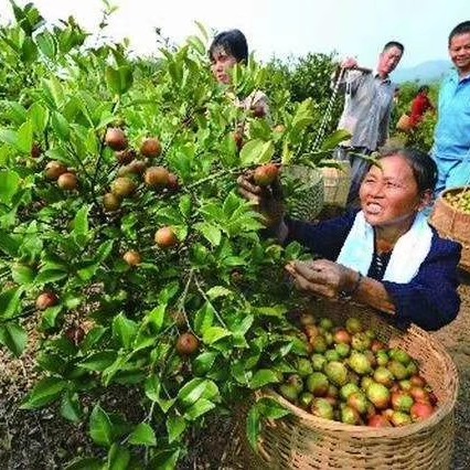 油茶树苗  长林系列湘林系列30公分到90公分长期供应大单，