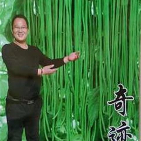 高产豇豆种子架豆角长豆角种子大田芸豆泰国无筋豆四季