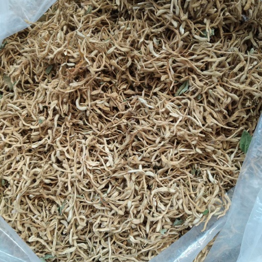 平邑金银花  优质金银花，包质量，保证干货，保证一级货，