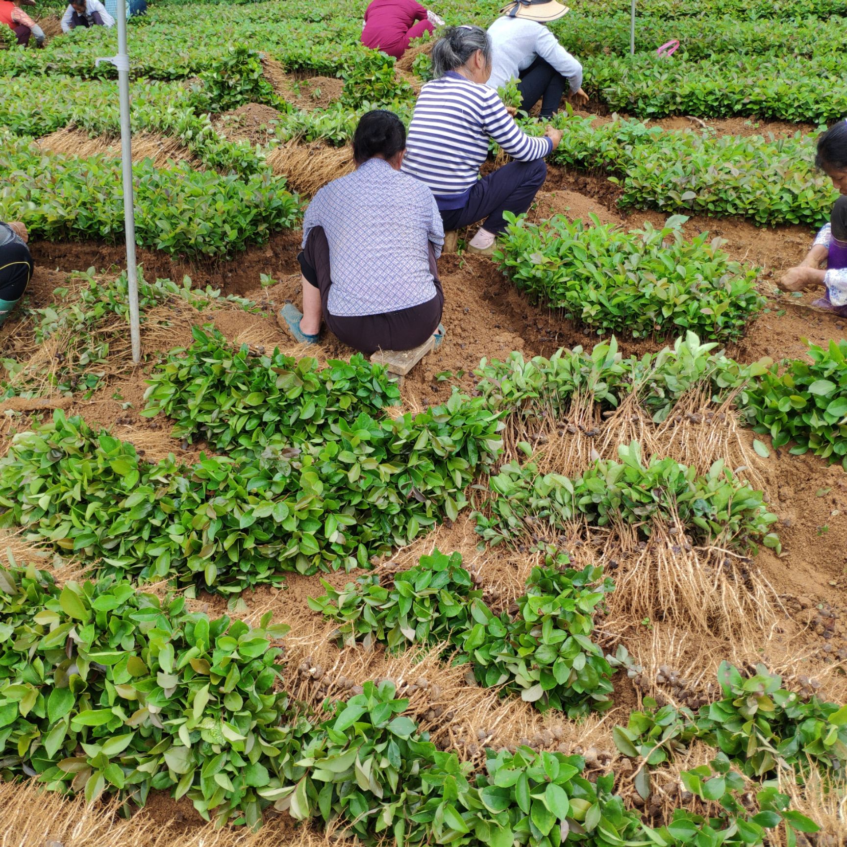 白花大果油茶芽苗 油茶苗 油茶砧木苗